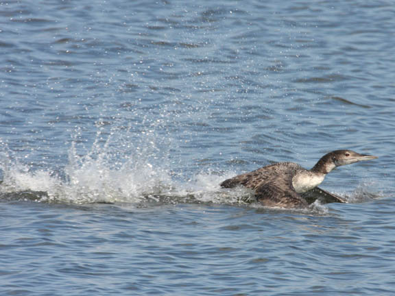 common loon feet. The common loon is the