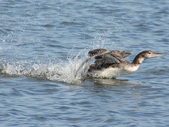 house a Common Loon, common loon in flight. house a Common Loon,
