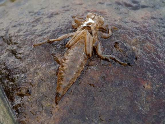 Dragonfly+larvae+water
