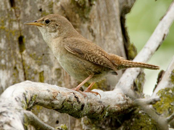 ecobirder nesting house wren at dodge nature center ecobirder nesting house wren at dodge nature center
