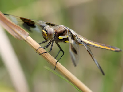 Michigan+dragonflies+pictures