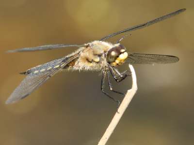 Ohio+dragonflies+pictures