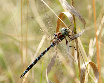 Types+of+dragonflies+pictures
