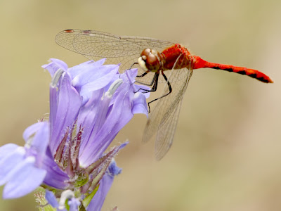 Types+of+dragonflies+pictures