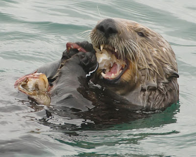 sea otter eating a crab