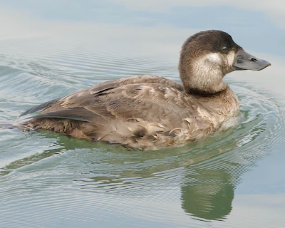 surf scoter female