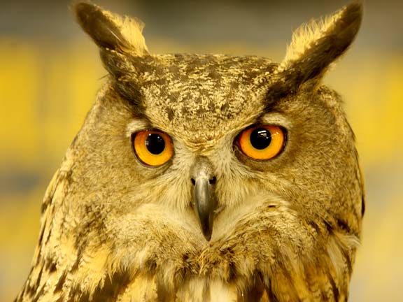 [MN09+Eurasian+eagle+owl+107_8350.jpg]