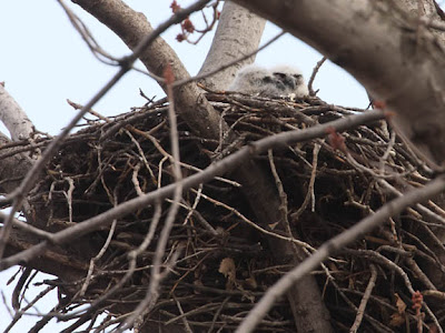 great horned owl chicks in nest