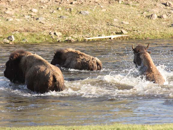 [YS09+bison+on+river+508_6366.jpg]