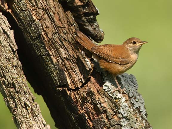ecobirder house wren ecobirder house wren
