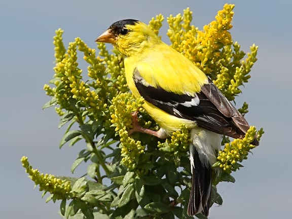 goldfinch facts goldfinch facts