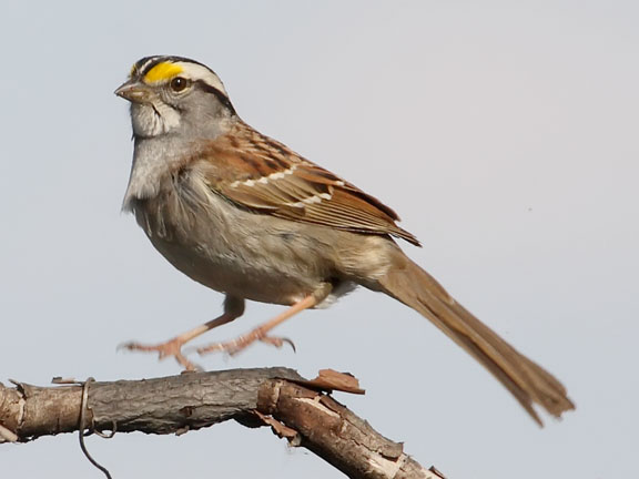 ecobirder white throated sparrow ecobirder white throated sparrow