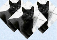 The Black Cat                 Á Edgar Allan Poe