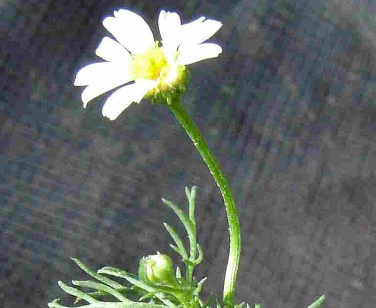 Terra Nostra: MANZANILLA - Matricaria chamomilla - Chamaemelum nobile