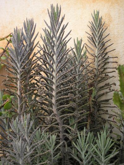 kalanchoe delagoensis