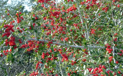 Red Berry Shrub