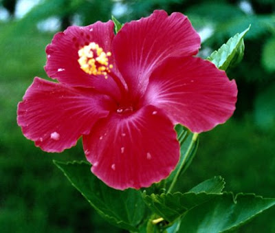 http://4.bp.blogspot.com/_x4prsRUQqyI/ScJ3ijC5sZI/AAAAAAAAEzk/56b9N2x_Cb4/s400/feg_hibiscus.jpg