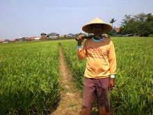 Lahan Persawahan Di Rorotan