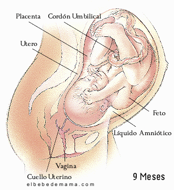Embarazo