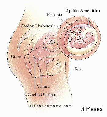 El Embarazo Mes a Mes