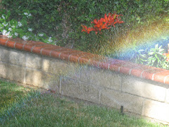 Rainbow in the sprinkler