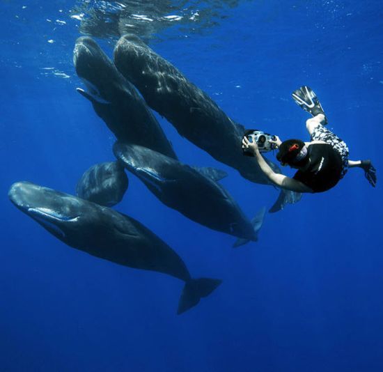 [swimming_with_whales_11.jpg]