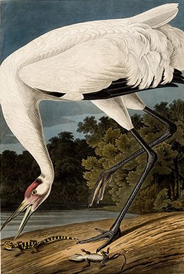 [hooping_crane_williamtalbot.jpg]