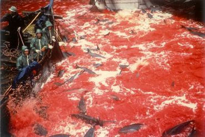 Dolphin Massacre Denmark