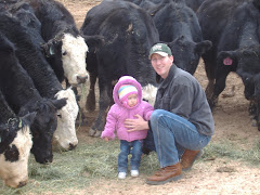 Feeding Cows