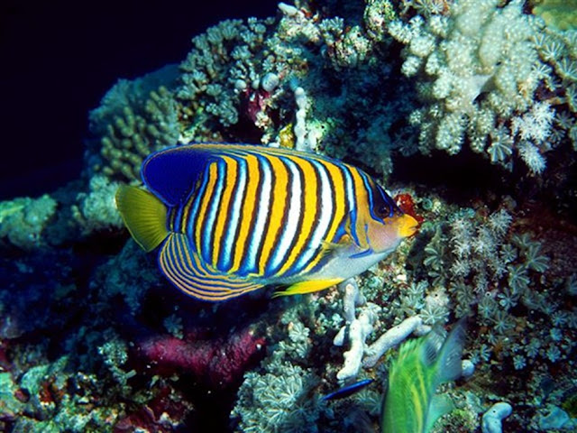 eautiful fishes in sea. beautiful fishes in sea. eautiful fishes in sea.