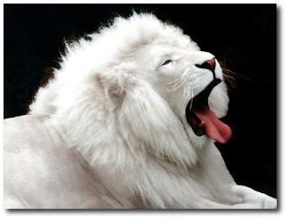 http://4.bp.blogspot.com/_x8mumgaBU-A/SAaHhAtTIBI/AAAAAAAAGXA/SXeSqlahCGg/s320/leao_branco.jpg