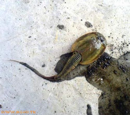 Unseen Animals