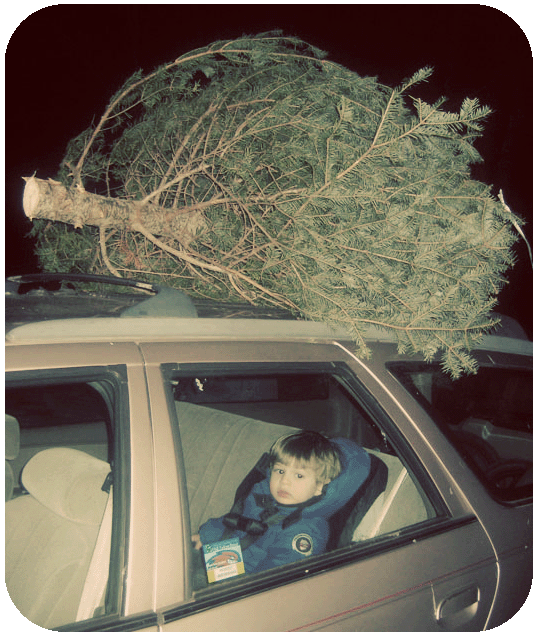 [tree4p.gif]