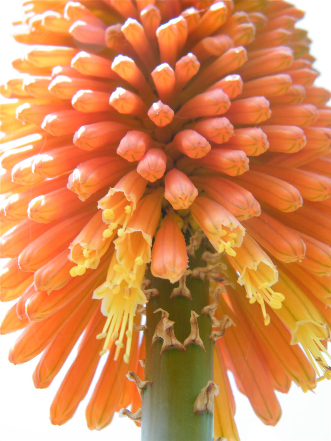 My Photography Blog Uttarakhand Flowers