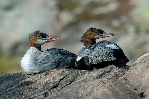 lake+of+the+woods-+common+mergansers+by+jackanapes+CC%3Dnc-nd-flickr.jpg