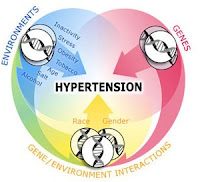 Herbs for High Blood Pressure