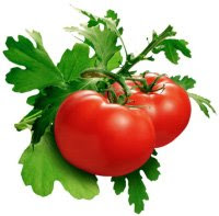 Tomato Useful to Lower Cholesterol