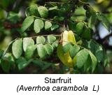 starfruit to cure influenza