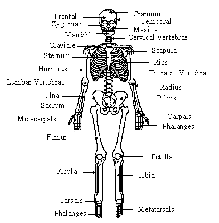 Skeletal and Muscular System- Jennyy