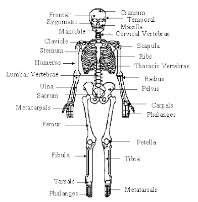 The Skeletal System - No "Body" But You