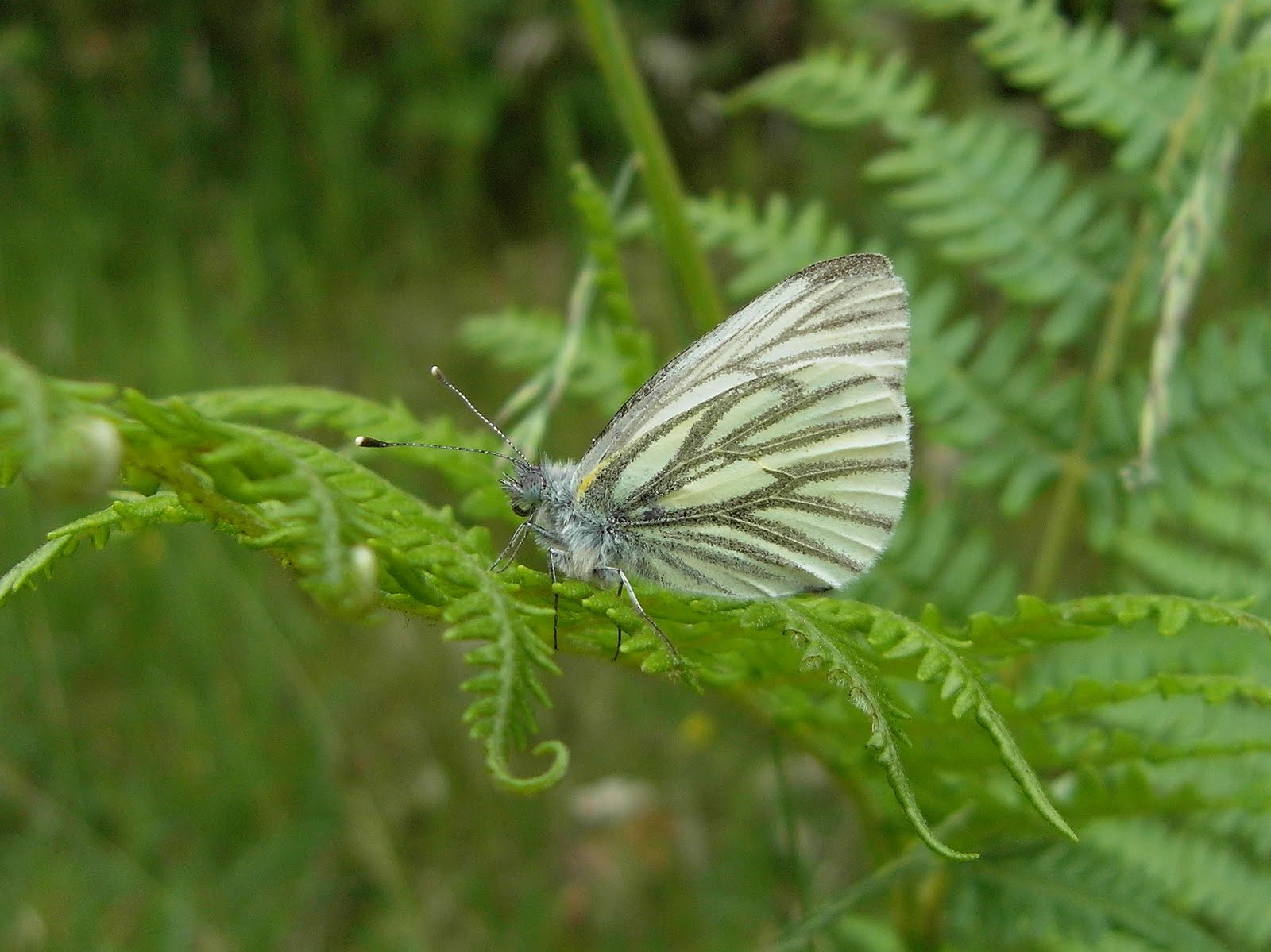 Green White Brown