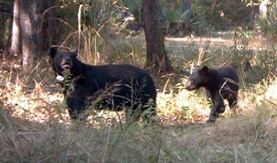 Louisiana Game Camera