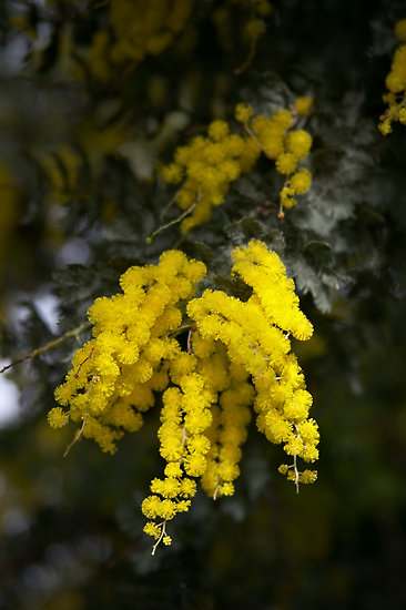 Wattle Branch