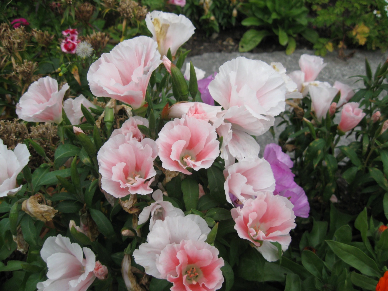 Rock Candy The flowers in Switzerland...