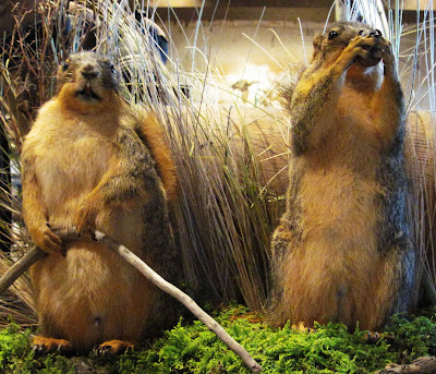 Ohio squirrels