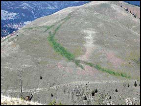 [CheatGrass.jpg]