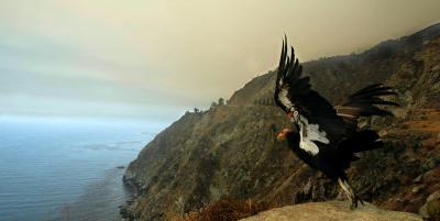 [CONDOR.JPG]