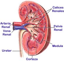circulación en el hígado