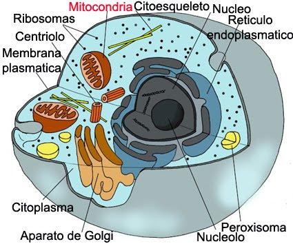 mitocondria