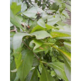 [image-upload-740807.jpe]